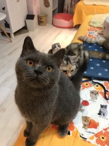 ブリティッシュショートヘアの「あずき」ちゃん