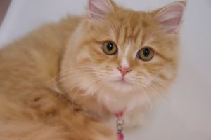 ラガマフィンの「のん」ちゃんです。